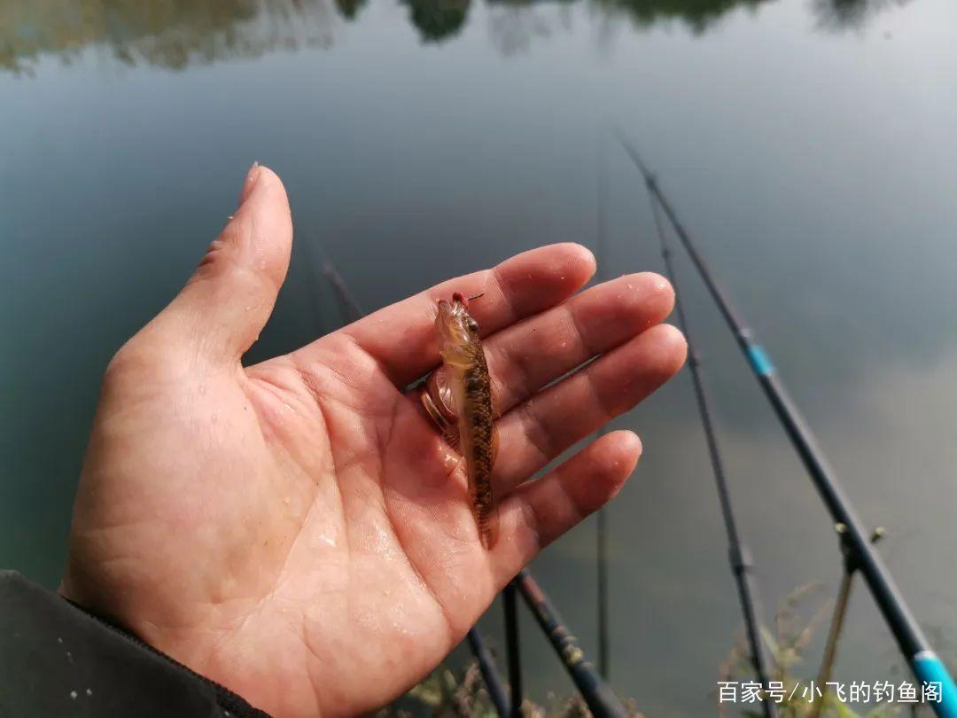 钓鱼只求有口？这4种鱼宁愿空军也不想遇到，会钓到心态崩溃