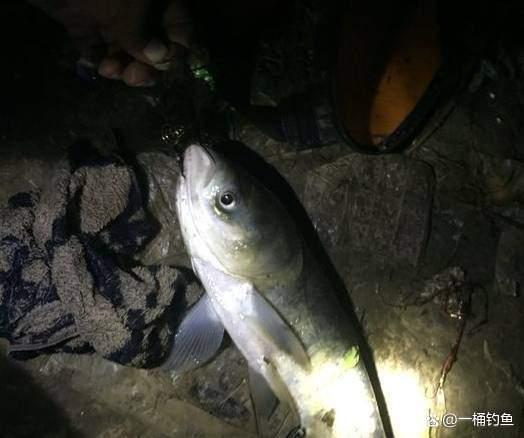 夜钓鲢鳙方法与技巧